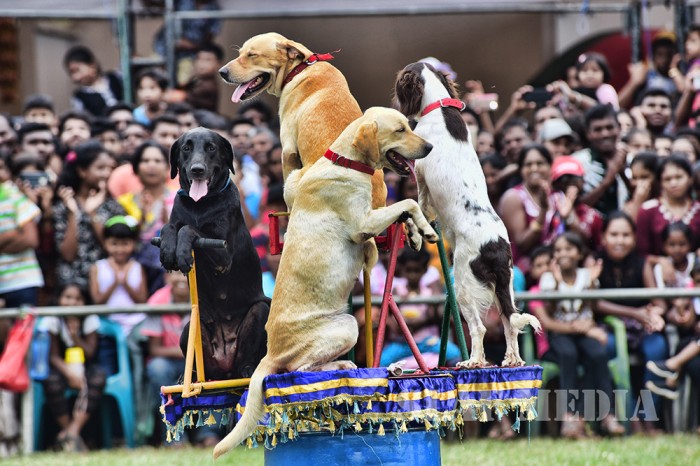 Final Day of Air Force Mini Tattoo -2017