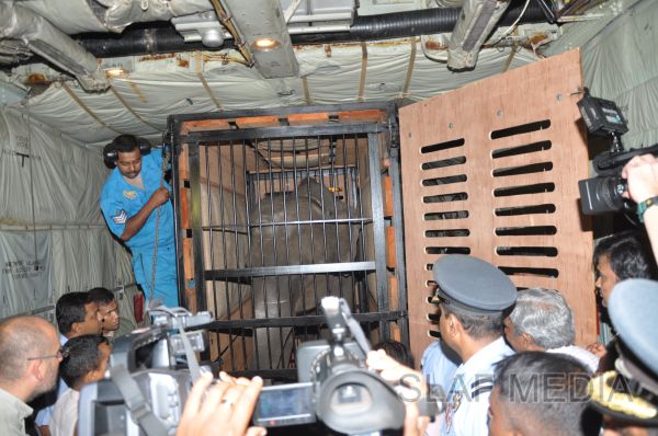 ගුවන් හමුදාවට අයත් ගුවන් යානයක් ආධාරයෙන් අලි පැටවුන් දෙදෙනෙකු ගුවනින් චෙක් රාජ්යයට