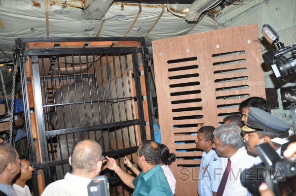 ගුවන් හමුදාවට අයත් ගුවන් යානයක් ආධාරයෙන් අලි පැටවුන් දෙදෙනෙකු ගුවනින් චෙක් රාජ්යයට