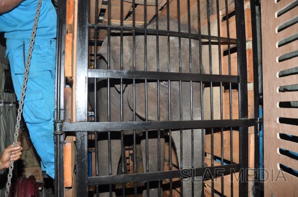 ගුවන් හමුදාවට අයත් ගුවන් යානයක් ආධාරයෙන් අලි පැටවුන් දෙදෙනෙකු ගුවනින් චෙක් රාජ්යයට