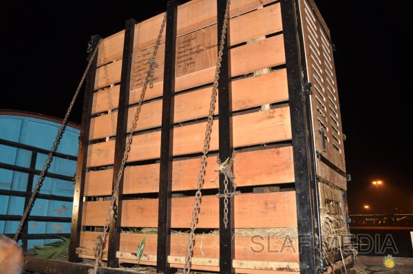 ගුවන් හමුදාවට අයත් ගුවන් යානයක් ආධාරයෙන් අලි පැටවුන් දෙදෙනෙකු ගුවනින් චෙක් රාජ්යයට