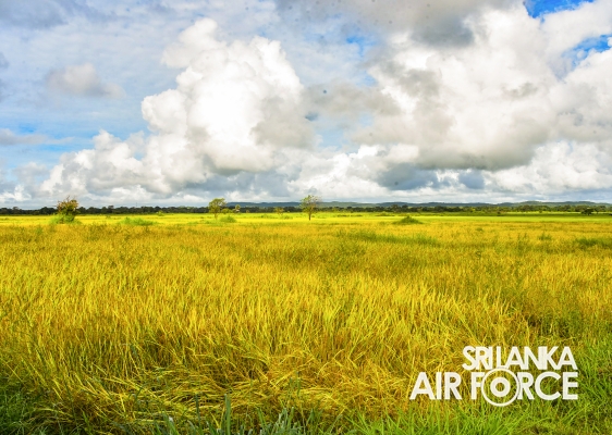 SLAF STATION MORAWEWA UNDERTAKES PADDY HARVESTING OF LOW INCOME FARMER COMMUNITY