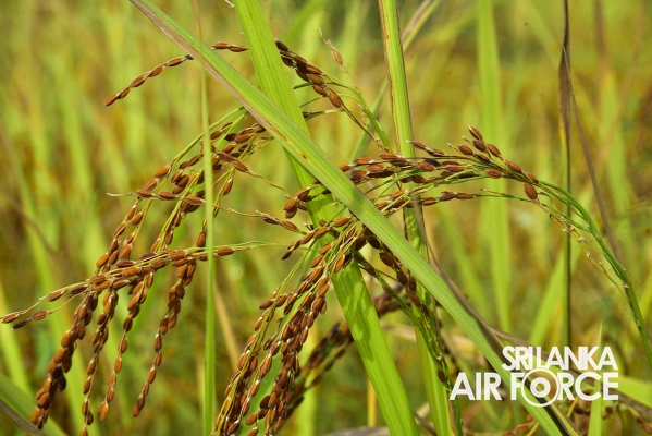 SLAF STATION MORAWEWA UNDERTAKES PADDY HARVESTING OF LOW INCOME FARMER COMMUNITY
