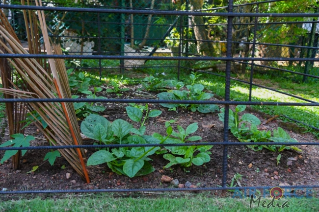 Sri Lanka Air Force “Haritha Danawwa- Urban and Home Gardening” Project