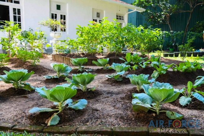 Sri Lanka Air Force “Haritha Danawwa- Urban and Home Gardening” Project