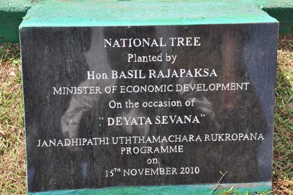 ශ්රී ලංකා ගුවන් හමුදාව පැළ ලක්ෂයක් සිටුවයි..