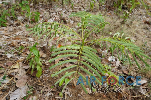SLAF Command Agro Unit Continues Operations of Monitoring the Outcome of Seed Bombing