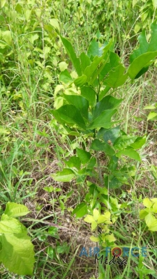 SLAF Command Agro Unit Continues Operations of Monitoring the Outcome of Seed Bombing