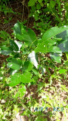 SLAF Command Agro Unit Continues Operations of Monitoring the Outcome of Seed Bombing