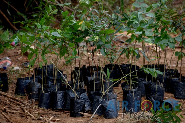SLAF Resumed Reforestation Programme in Udawalawe Forest Reserve